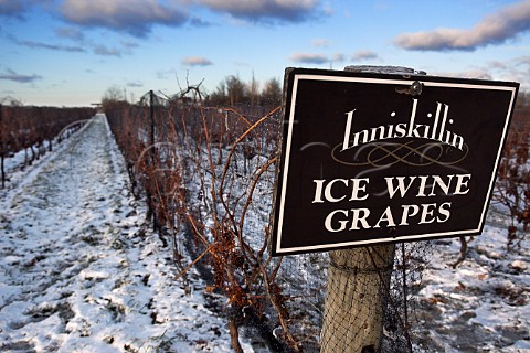 Vidal grapes ready to harvest for Ice Wine in   vineyard of Inniskillin  NiagaraontheLake   Ontario province Canada  Niagara Peninsula