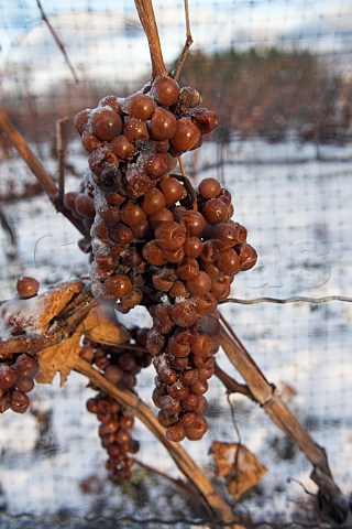 Vidal grapes ready to harvest for Ice Wine in   vineyard of Inniskillin  NiagaraontheLake   Ontario province Canada  Niagara Peninsula