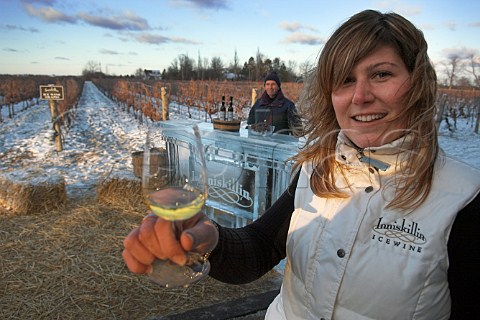 Ice Wine tasting bar at harvest time in vineyard of   Inniskillin  NiagaraontheLake Ontario province   Canada  Niagara Peninsula