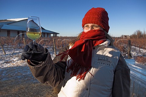 Ice Wine tasting bar at harvest time in vineyard of   Inniskillin  NiagaraontheLake Ontario province   Canada  Niagara Peninsula