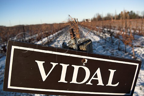 Vidal vines at harvest time in vineyard of   Inniskillin  NiagaraontheLake Ontario province   Canada  Niagara Peninsula