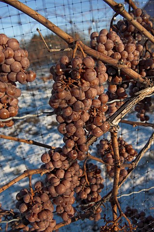 Frozen Vidal grapes for Ice Wine at harvest time in   vineyard of Inniskillin  NiagaraontheLake   Ontario province Canada  Niagara Peninsula