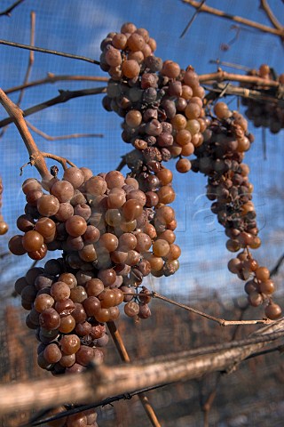 Frozen bunches of Riesling grapes ready for   harvesting in vineyard of Henry of Pelham St   Catharines Ontario province Canada    Niagara   Peninsula