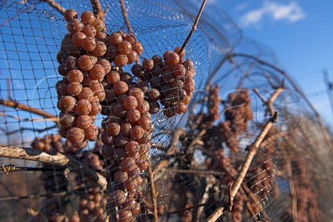 Frozen bunches of Riesling grapes ready for   harvesting in vineyard of Henry of Pelham StCatharines Ontario province Canada    Niagara   Peninsula