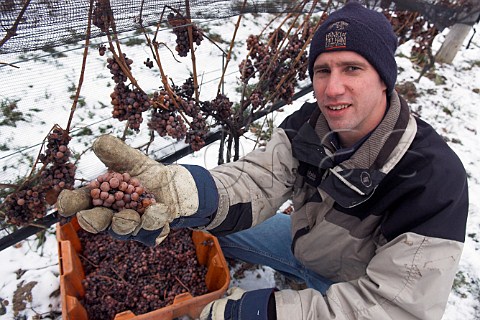 Matthew Speck harvesting frozen bunches of Riesling   grapes for Ice Wine  Henry of Pelham St   Catharines Ontario province Canada    Niagara   Peninsula