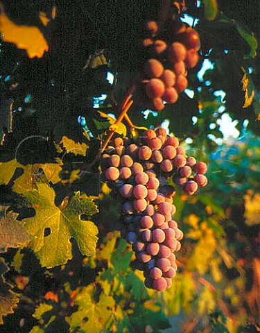 Nebbiolo grapes of Red Willow Vineyard Yakima   Valley Washington USA