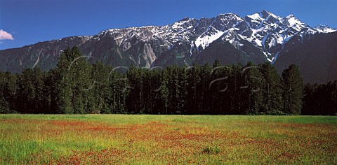 Wildflowers and mountains near Pemberton British   Columbia Canada