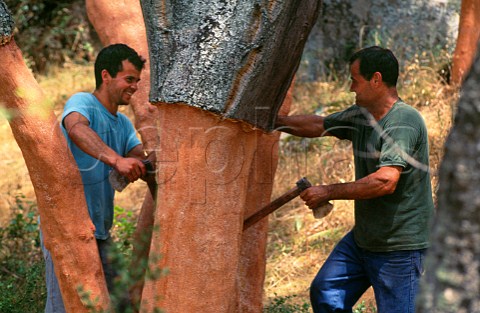 Traditional cork cutting Tempio Pausania Sardinia Italy