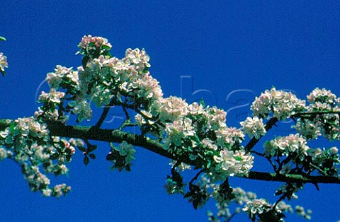 Apple blossom Pays dAuge  Calvados BasseNormandie France