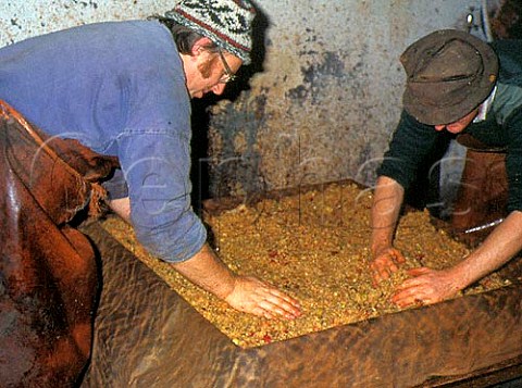 Pushing pomace pommage into horsehair   mould to form cheese before pressing   Burrow Hill cider farm  Somerset   England