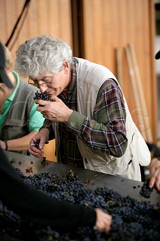 Jacques Lardire winemaker examining harvested   grapes   Louis Jadot Beaune Cte dOr France