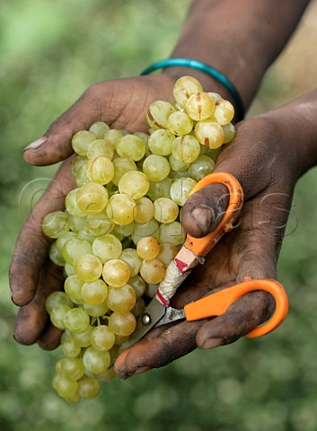Harvesting grapes of Sula Vineyards Nasik   Maharashtra province India