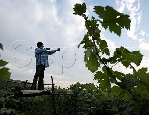 A boy stands on his perch with a catapult to ward   off birds who attempt to eat the ripe grapes  Sula   Vineyards Nasik Maharashtra province India