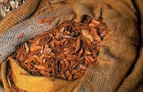 Cinnamon Cinnamomum Verum   Spice Gardens Mahe Seychelles