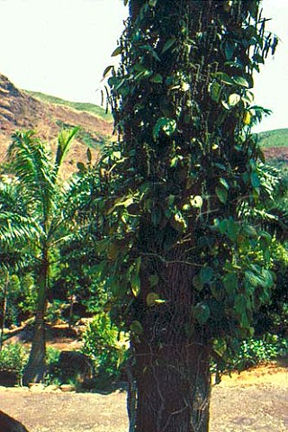 Pepper growing on tree Sri Lanka