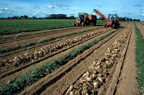 Harvesting sugar beet Pas de Calais   France