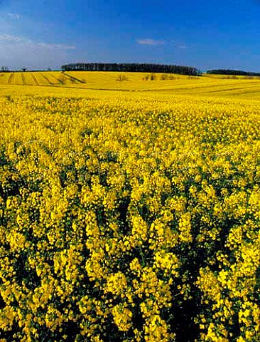 Oil seed rape fields Bedfordshire UK