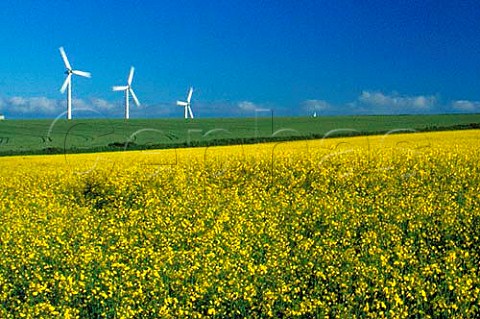Windmills and oil seed rape fields   near Truro Cornwall UK