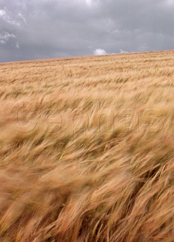 Field of barley swaying in the wind