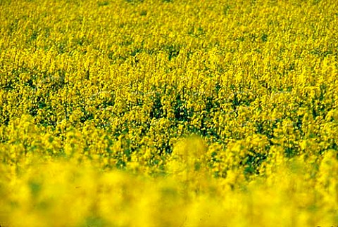 Oil seed rape field England