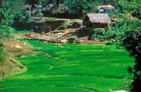 Paddy fields Sri Lanka