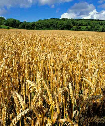 Ripe wheat on the North Downs Surrey England