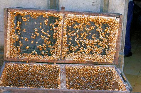 Edible snails for sale outside a caf  Aljezur Algarve Portugal