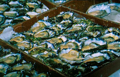 Oysters on the half shell  Peters fish market Darling Harbour  Sydney Australia