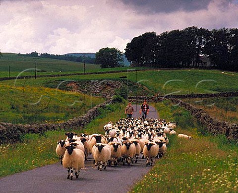 Flock of blackface sheep Loch Urr Dumfries   Scotland
