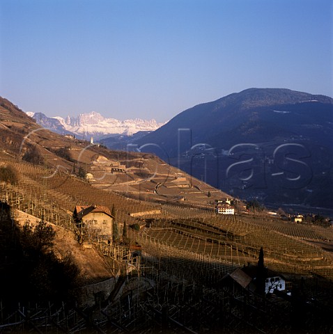 Vineyards on steep hillsides with the snow capped Dolomites in distance  Alto Adige Italy