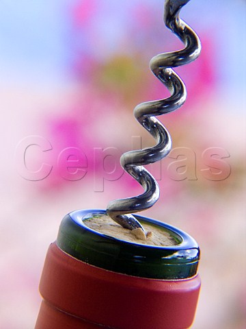 Close up on corkscrew piercing cork in bottle of red   wine with colourful floral background