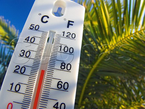 Thermometer displays a warm and sunny 25 degrees   centigrade against a palm tree background