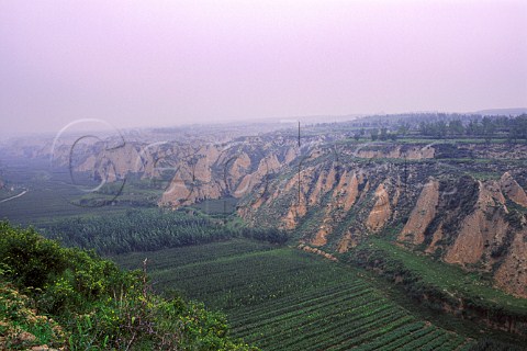Shanxi Grace Vineyard on the Taigu   Plateau near Taiyuan Shanxi Province   China     Yellow River region