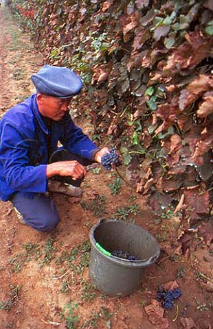 Harvesting grapes in vineyard of Bodega   Langes owned by GernotLanges Swarovski  Changli Hebei province China