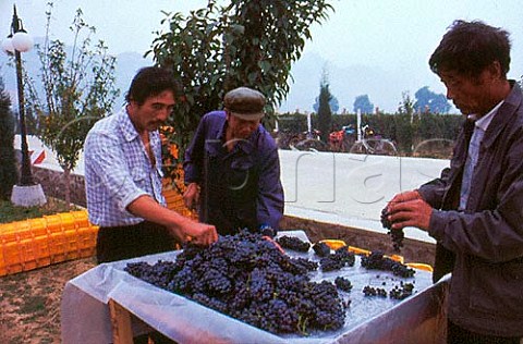 Sorting harvested grapes at winery of   Bodega Langes owned by GernotLanges   Swarovski  Changli Hebei province China