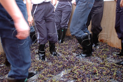 Tourists treading grapes at Bodega Langes owned by   GernotLanges Swarovski Changli Hebei province   China