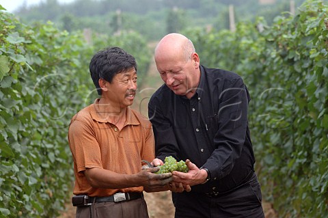Gerard Colin French winemaker with picker in vineyard of DBR LafiteCITIC Penglai Shandong China