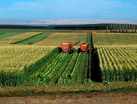 Harvesting maize Columbia Valley Washington USA