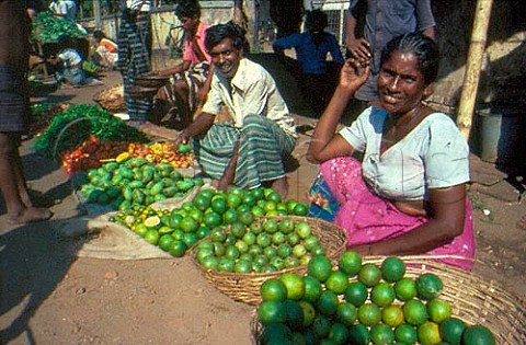 Selling limes in Mount Lavinia market Sri Lanka