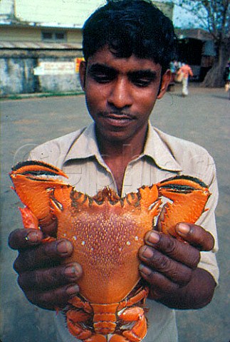 Man with crustacean Matara fish market  Sri Lanka