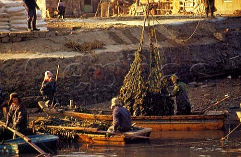 Unloading seaweed  Dalian China