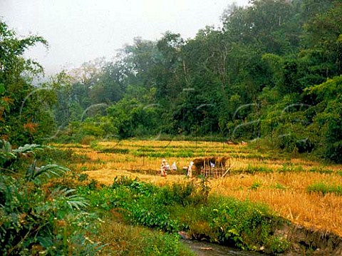 Women in wheat field near Chiang Mai   northern Thailand