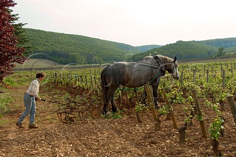 Ploughing with horse in the Clos StJacques Premier    Cru vineyard of Domaine Bruno Clair   GevreyChambertin  CtedOr France  Cte de   Nuits