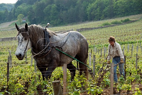 Ploughing with horse in the Clos StJacques Premier    Cru vineyard of Domaine Bruno Clair   GevreyChambertin  CtedOr France  Cte de   Nuits