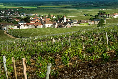 MoreyStDenis village and church viewed over Clos   des Lambrays Grand Cru vineyard Cte dOr France   Cte de Nuits