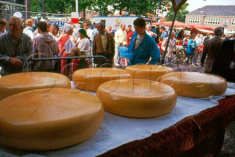 Huge Wagenwiels or Cartwheels of   Gouda cheese at the Wednesday cheese   market Woerden Utrecht Netherlands