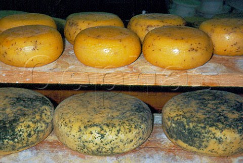Pepper and herb farmhouse cheeses   maturing Zaanse Schans NoordHolland   Netherlands