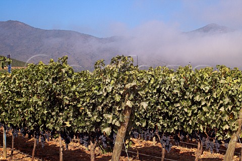Morning fog over vineyard of Veramonte in the   Casablanca Valley Chile