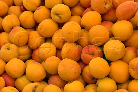 Fresh apricots on sale at the French Market  WaltononThames Surrey England