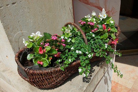 Typical Burgundian wicker basket used as a spring   flower container in central Beaune Cte dOr   Burgundy France